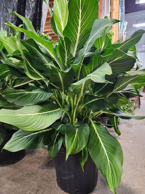 DEIFFENBACHIA STERLING 10&quot;