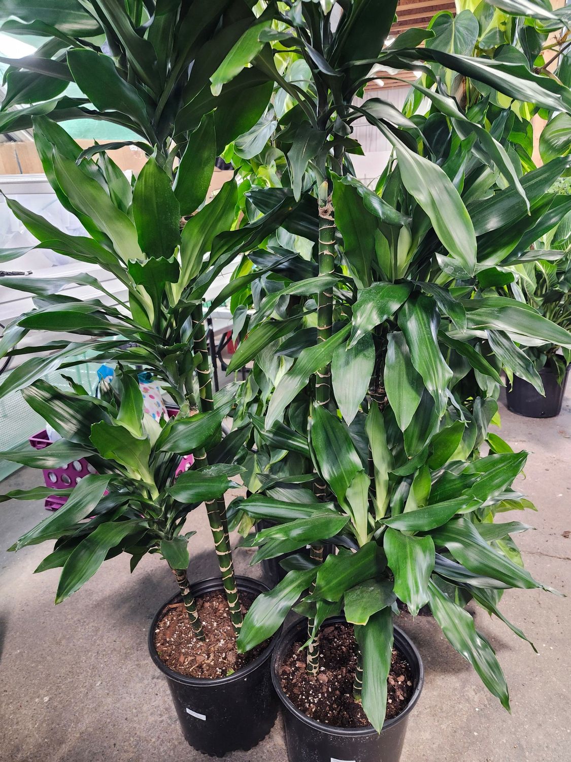 DRACAENA JANET CRAIG 10&quot;