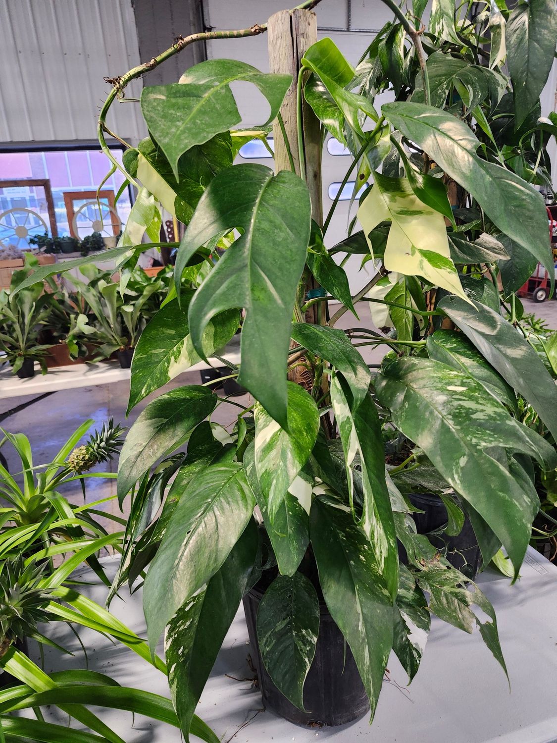 POTHOS VARIEGATED 10&quot; TOTEM