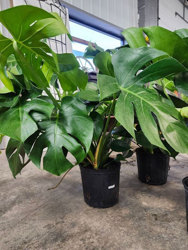 MONSTERA DELICIOSA 10&quot;