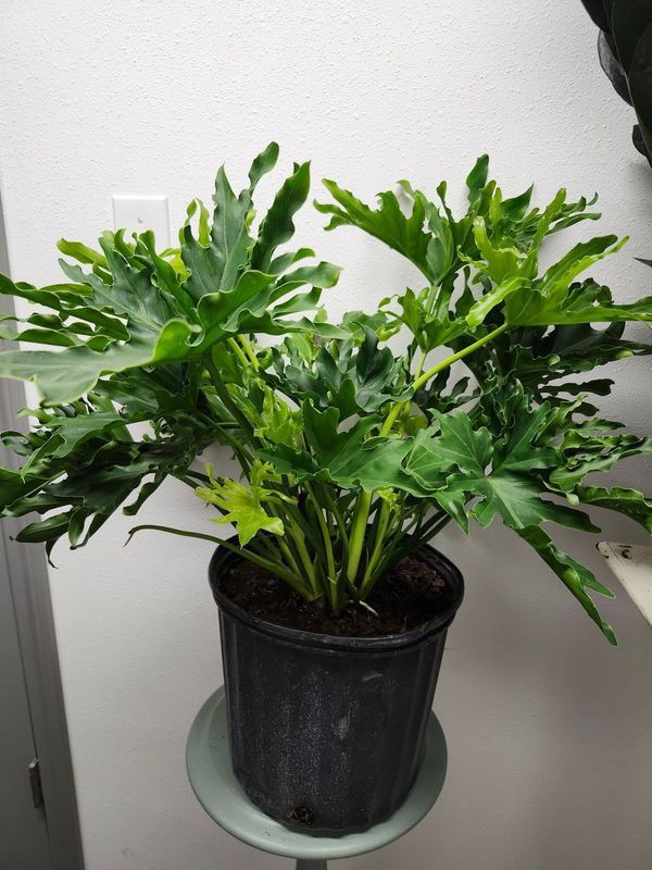 PHILODENDRON LICKEY SPLIT 10&quot;