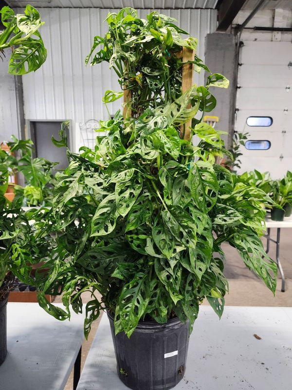 PHILODENDRON SWISS CHEESE TRELLIS 10&quot;