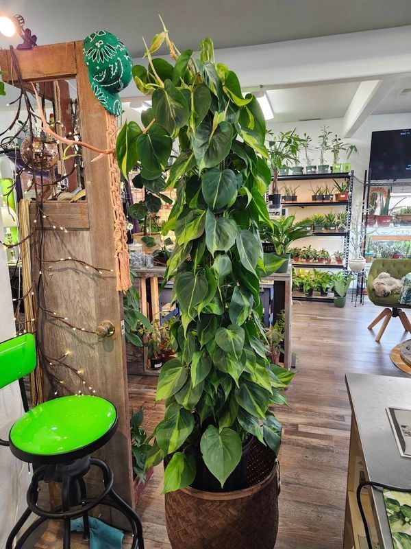 PHILODENDRON BRASIL TOTEM 10&quot;