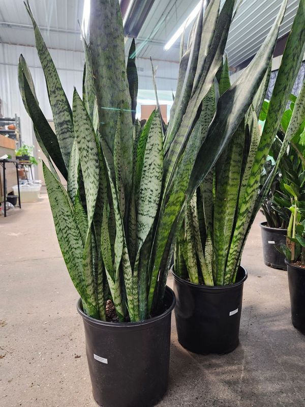 SASEVIERIA ZEYLANICA 10"