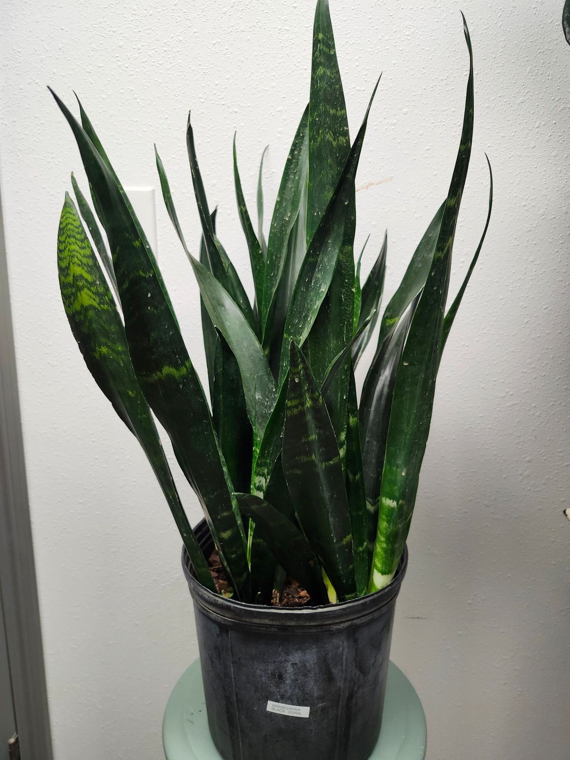 SANSEVIERIA BLACK CORAL 10&quot;