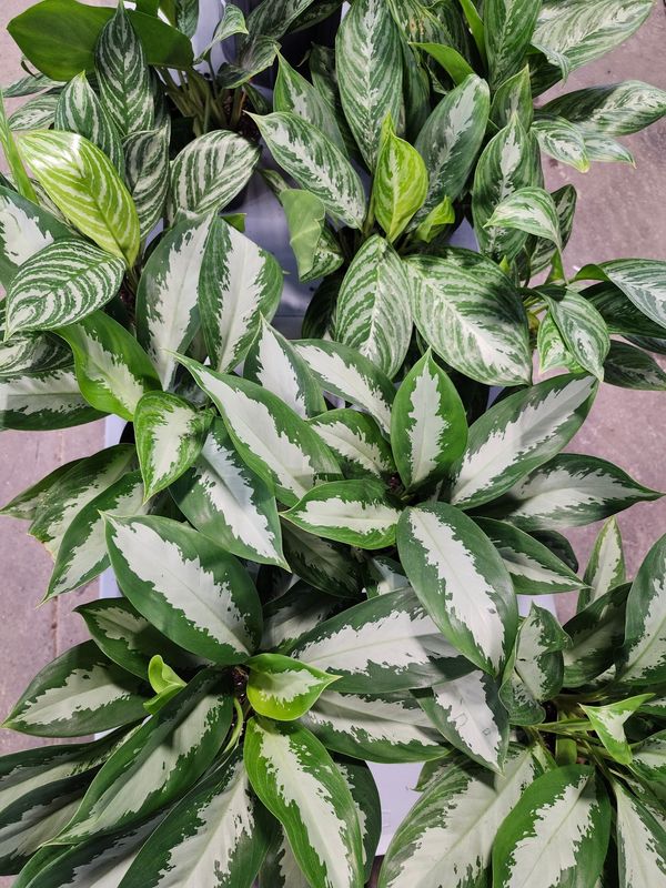 AGLAONEMA ASST 6"