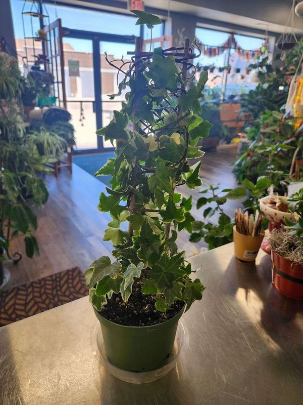 IVY W/TRELLIS - GH