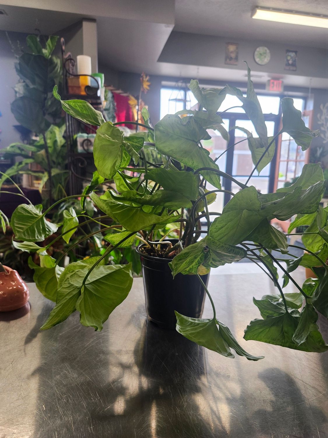SYNGONIUM 6&quot; - GH