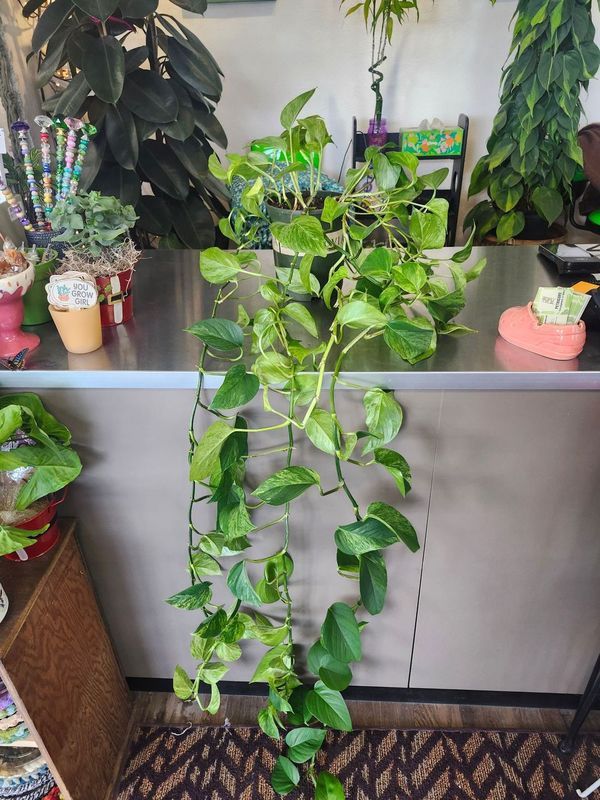 POTHOS LARGE LEGGY - GH