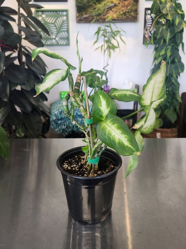 DIEFFENBACHIA 6&quot; - GH