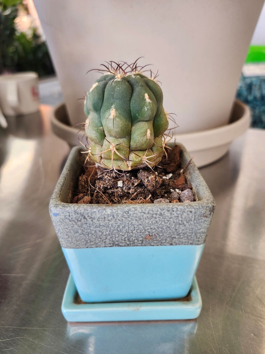 POTTED CACTUS 3&quot; -TEAL SQUARE