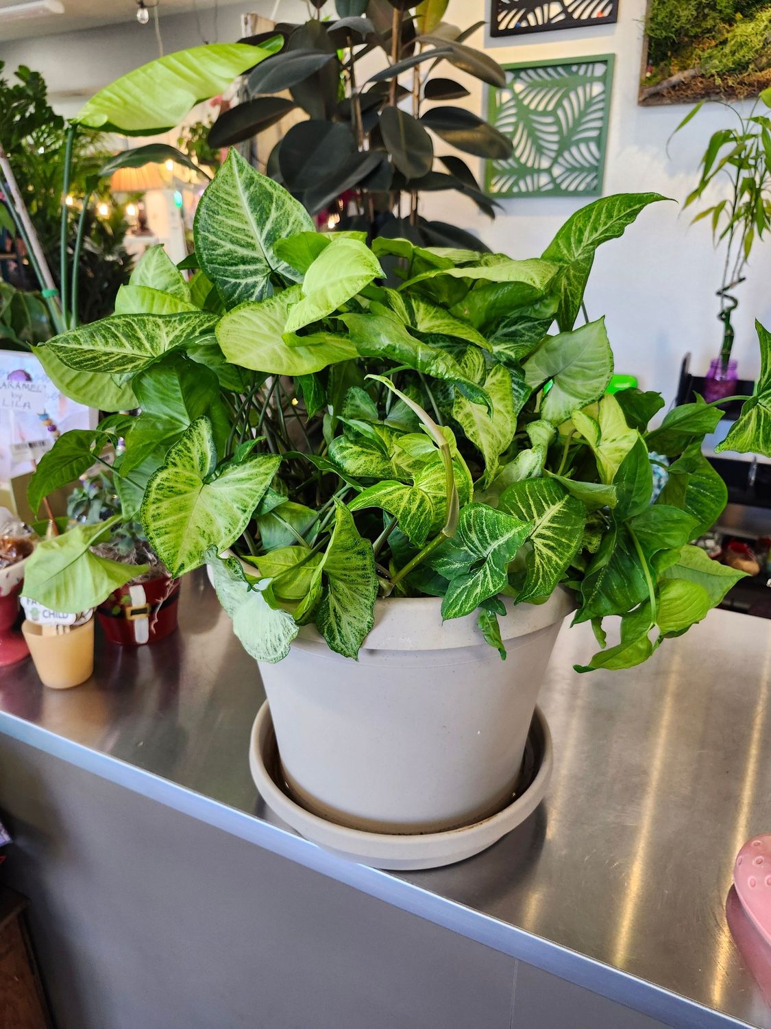 SYNGONIUM 14&#39; POTTED - GH