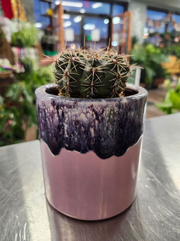 POTTED CACTUS 4&quot; GH - PURPLE GLAZE