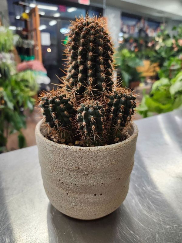 POTTED CACTUS 5&quot; - GH CREAM &quot;W&quot;