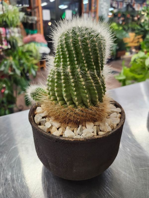 POTTED CACTUS 6&quot; GH - BROWN CLAY