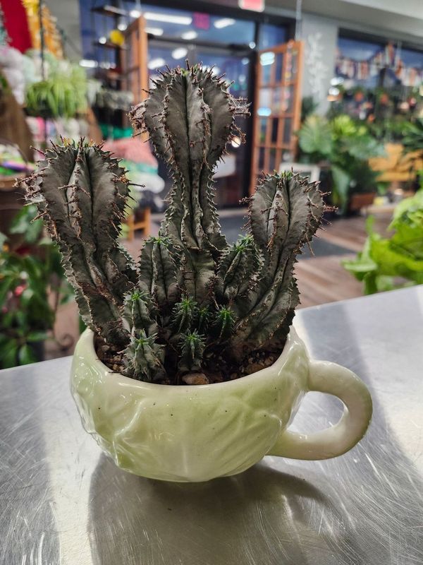 POTTED CACTUS GH - CABBAGE MUG