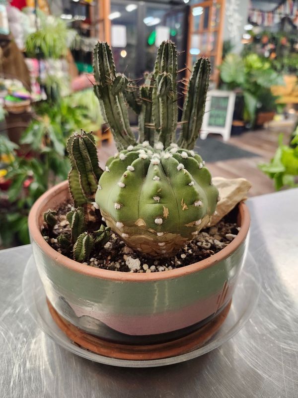 POTTED CACTUS (3PPP) GH - SOUTHWESTERN