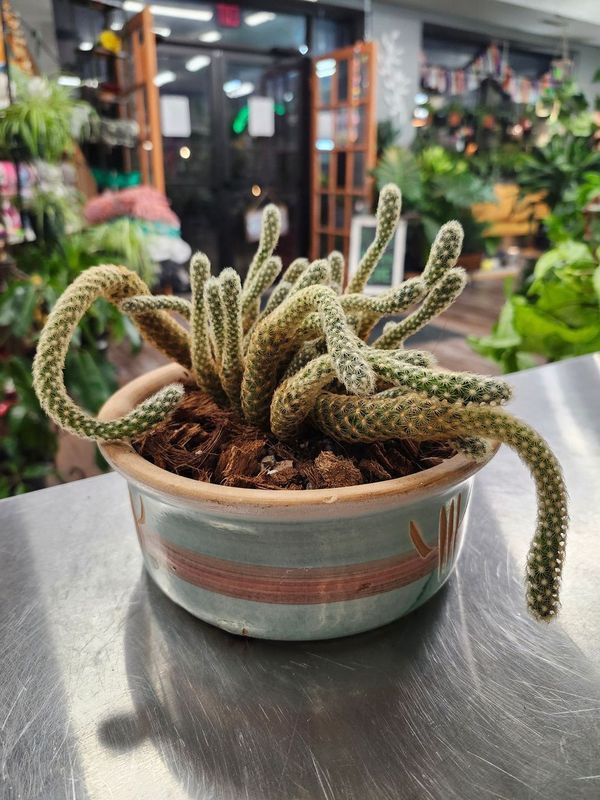 POTTED CACTUS GH - SW BOWL