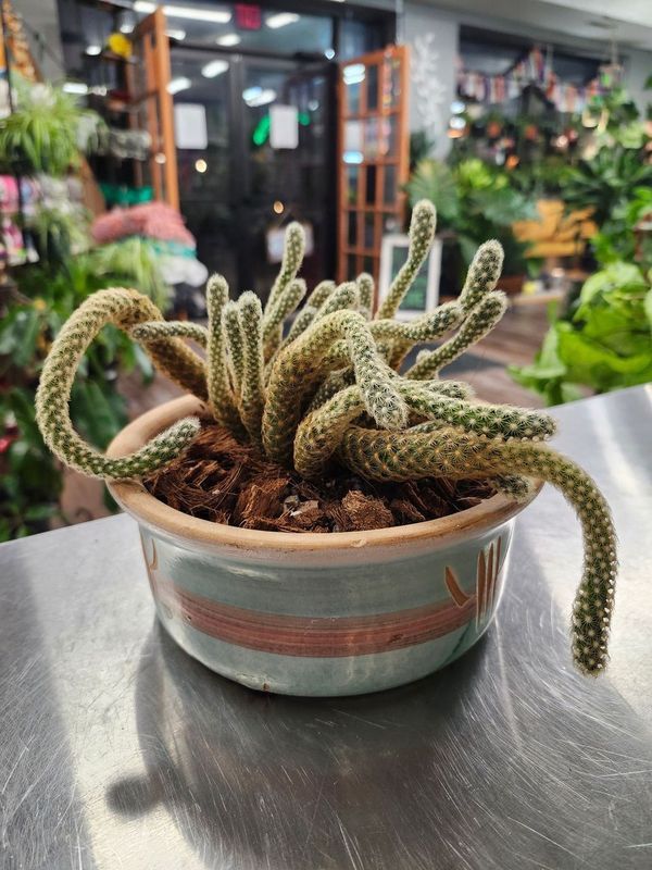 POTTED CACTUS GH - SW BOWL