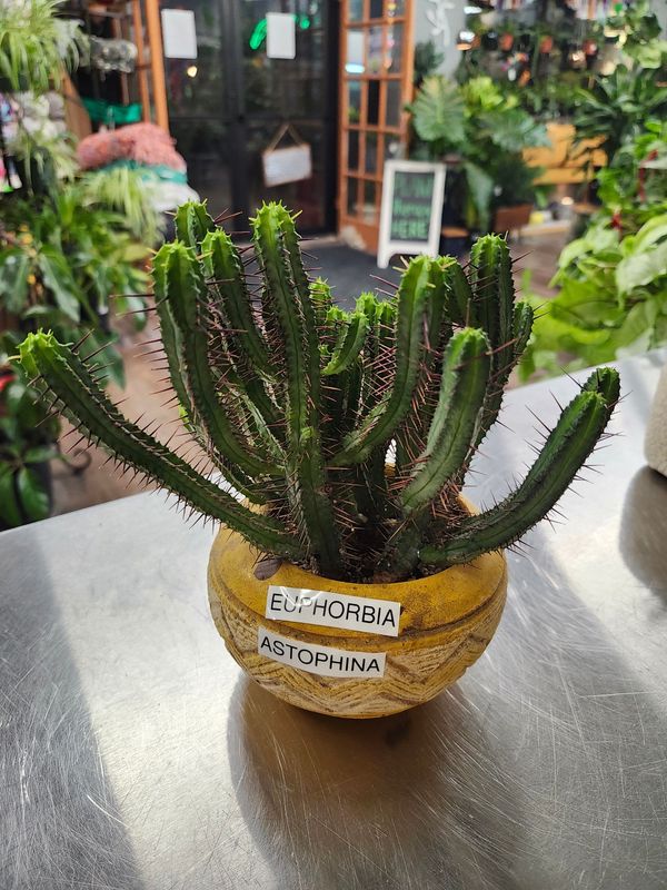 POTTED CACTUS GH - YELLOW AZTEC