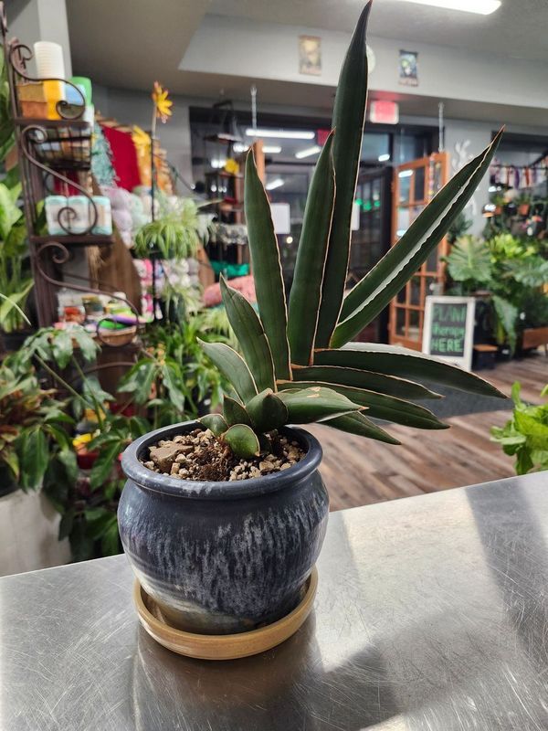 POTTED CACTUS GH - BLUE TAN GLAZE