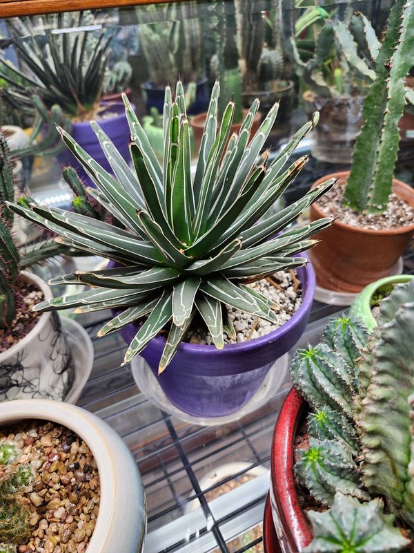 POTTED AGAVE GH 7&quot; - PURPLE