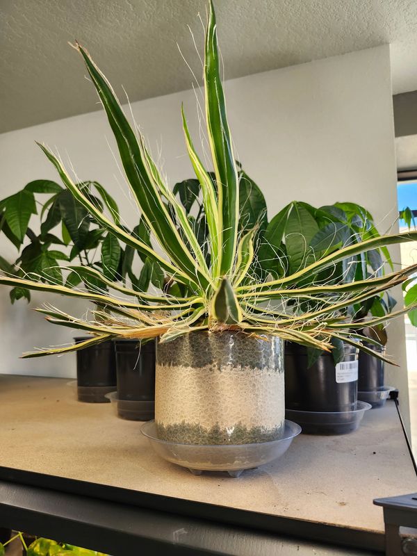 POTTED AGAVE GH - VARG