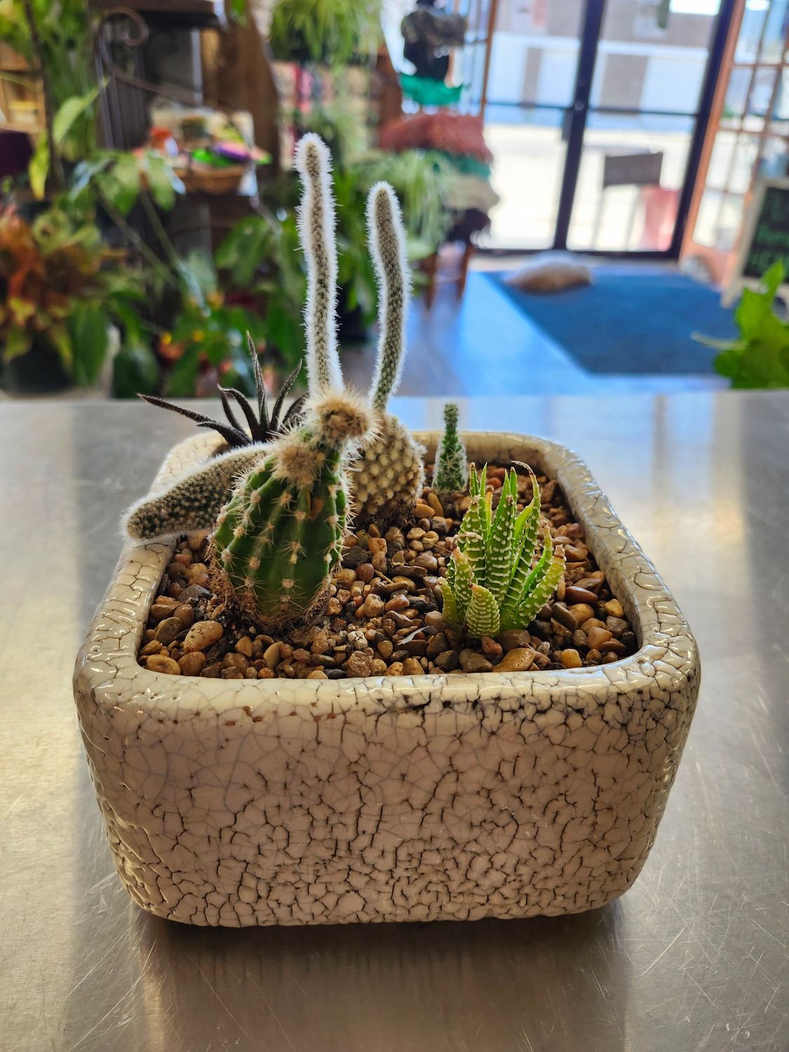 CACTUS GARDEN GH - WHITE CRACKLE