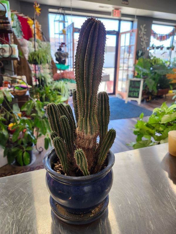 POTTED CACTUS 6&quot; - BLUE W/SAUCER