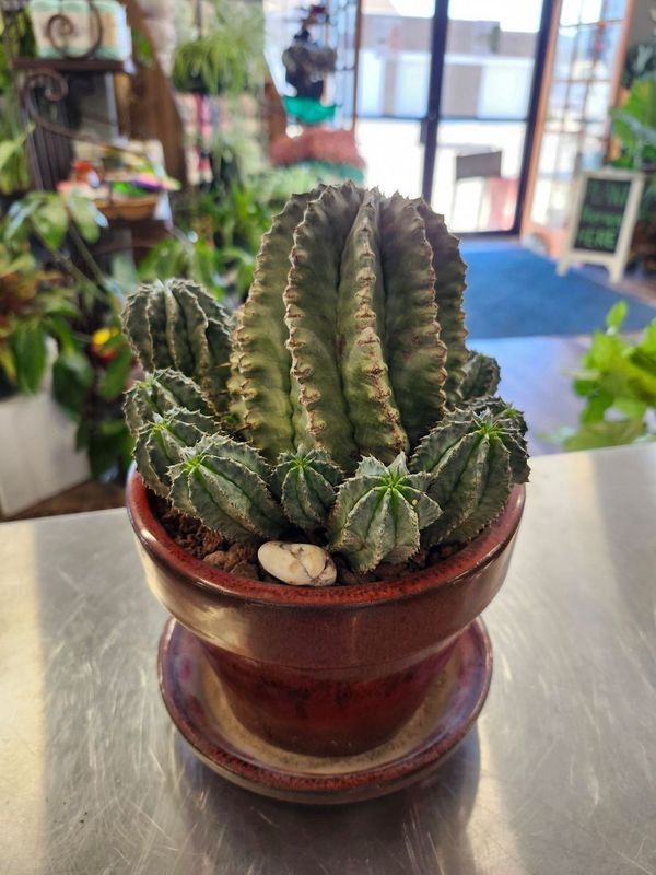 POTTED CACTUS GH - RED W/SAUCER