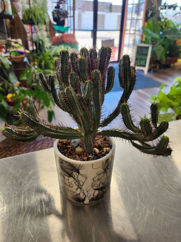POTTED CACTUS GH - BW SMOKE