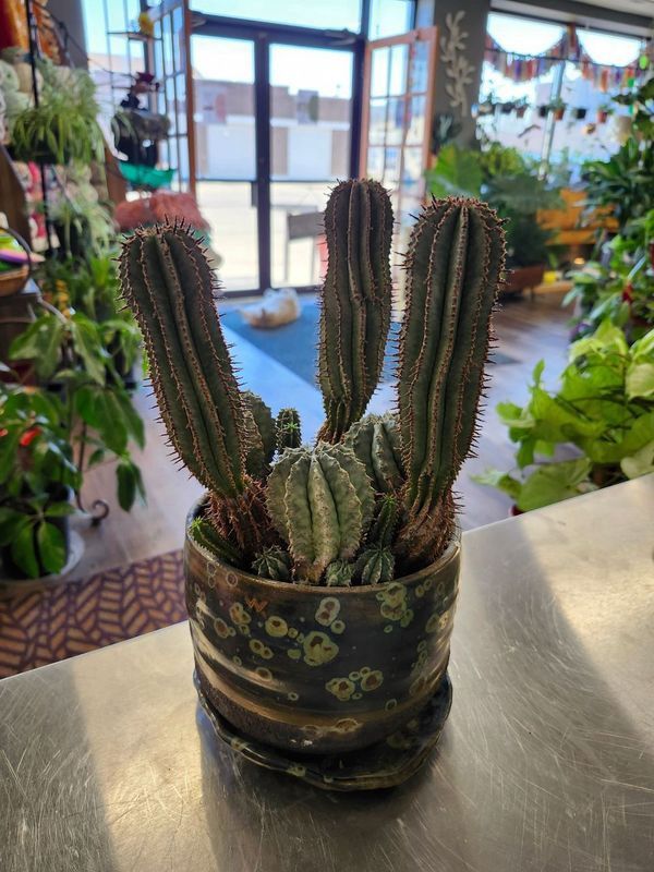 POTTED CACTUS &quot;6&quot; - SPLATTER &quot;W&quot;