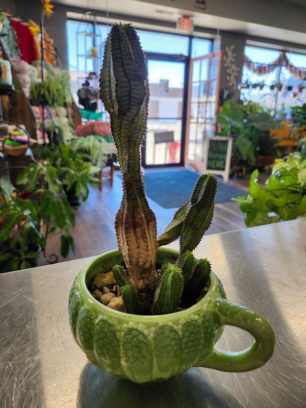 POTTED CACTUS GH - GREEN CABBAGE MUG