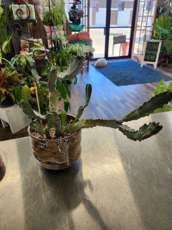 POTTED CACTUS 6&quot; GH - SNAKESKIN &quot;W&quot;