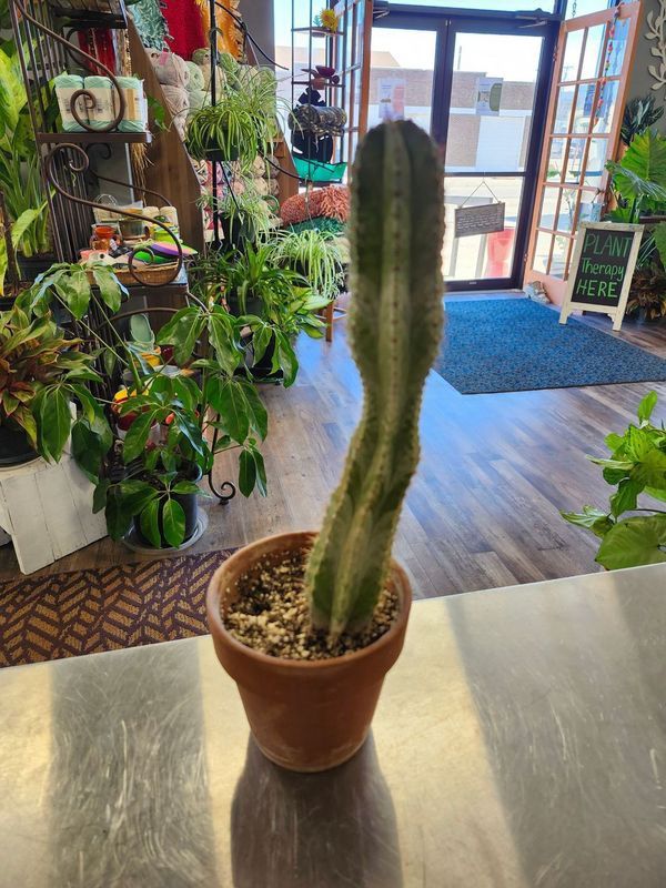 POTTED CACTUS 8&quot; GH - SW BOWL