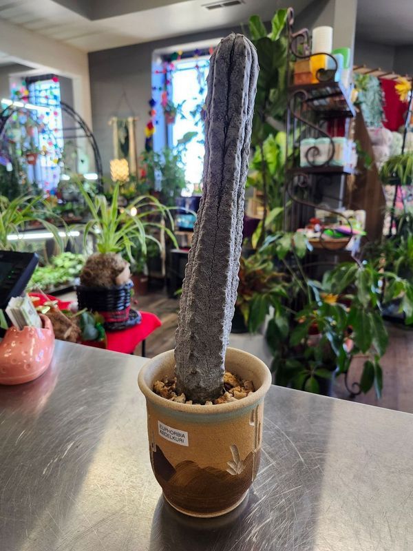 EUPHORBIA ABDELKURI GH - POTTED