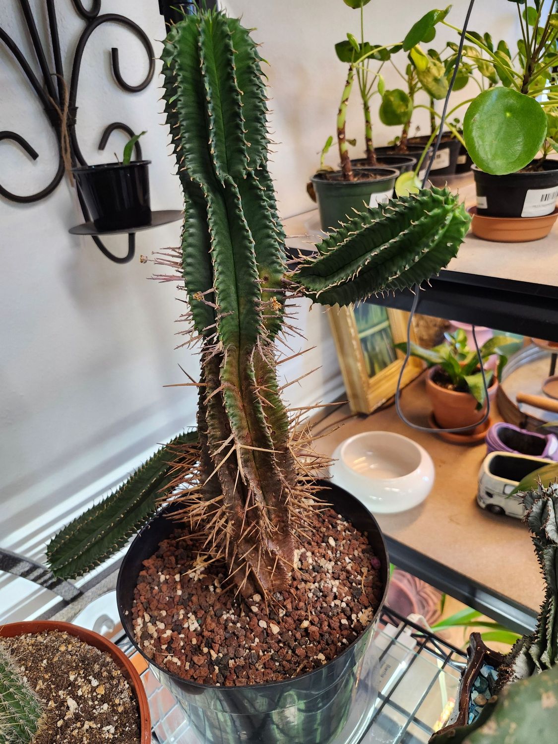 CACTUS 9&quot; - GH