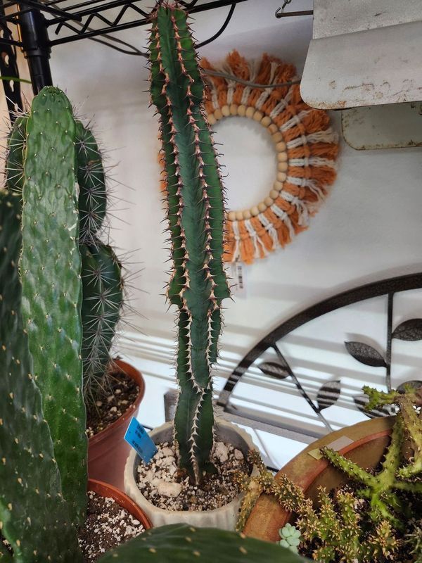 POTTED CACTUS 6&quot; GH - WHITE