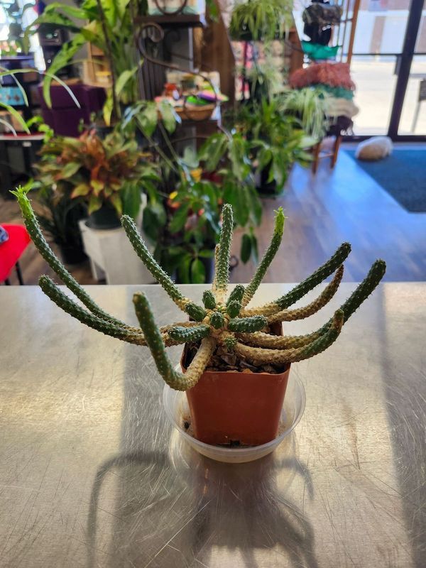 CACTUS 3&quot; - GH