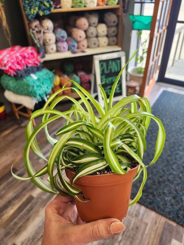 CURLY SPIDER PLANT 4&quot; -  BONNIE