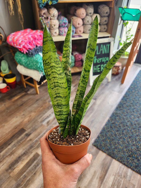 SNAKE PLANT 4&quot; - ZEYLANICA
