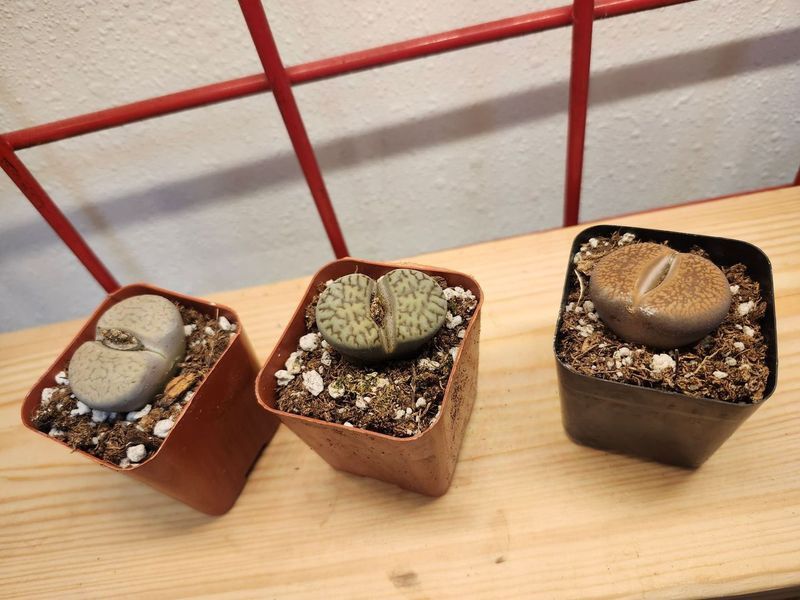 LITHOP 2&quot; - ROCK PLANT SUCCULENT