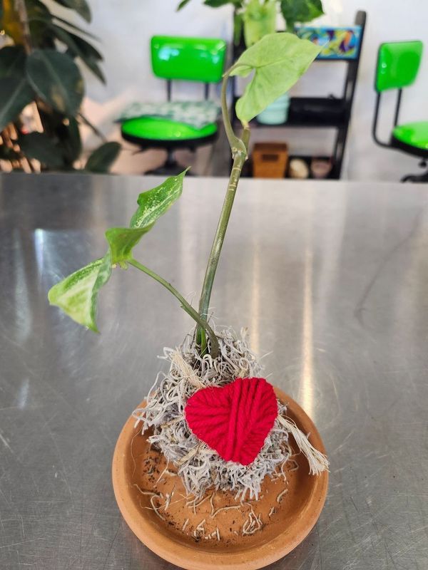KOKEDAMA VALENTINE