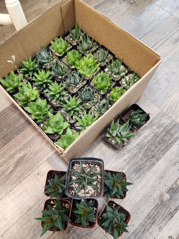 HAWORTHIA - ASST