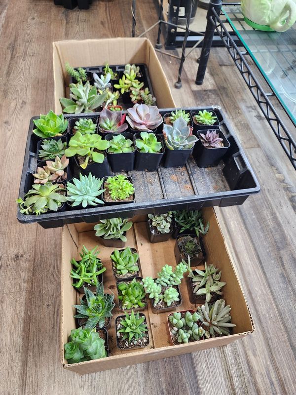 SUCCULENT - ASST