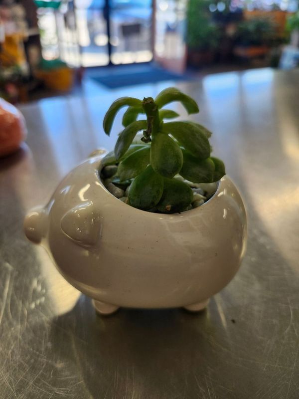 SUCCULENT PIG