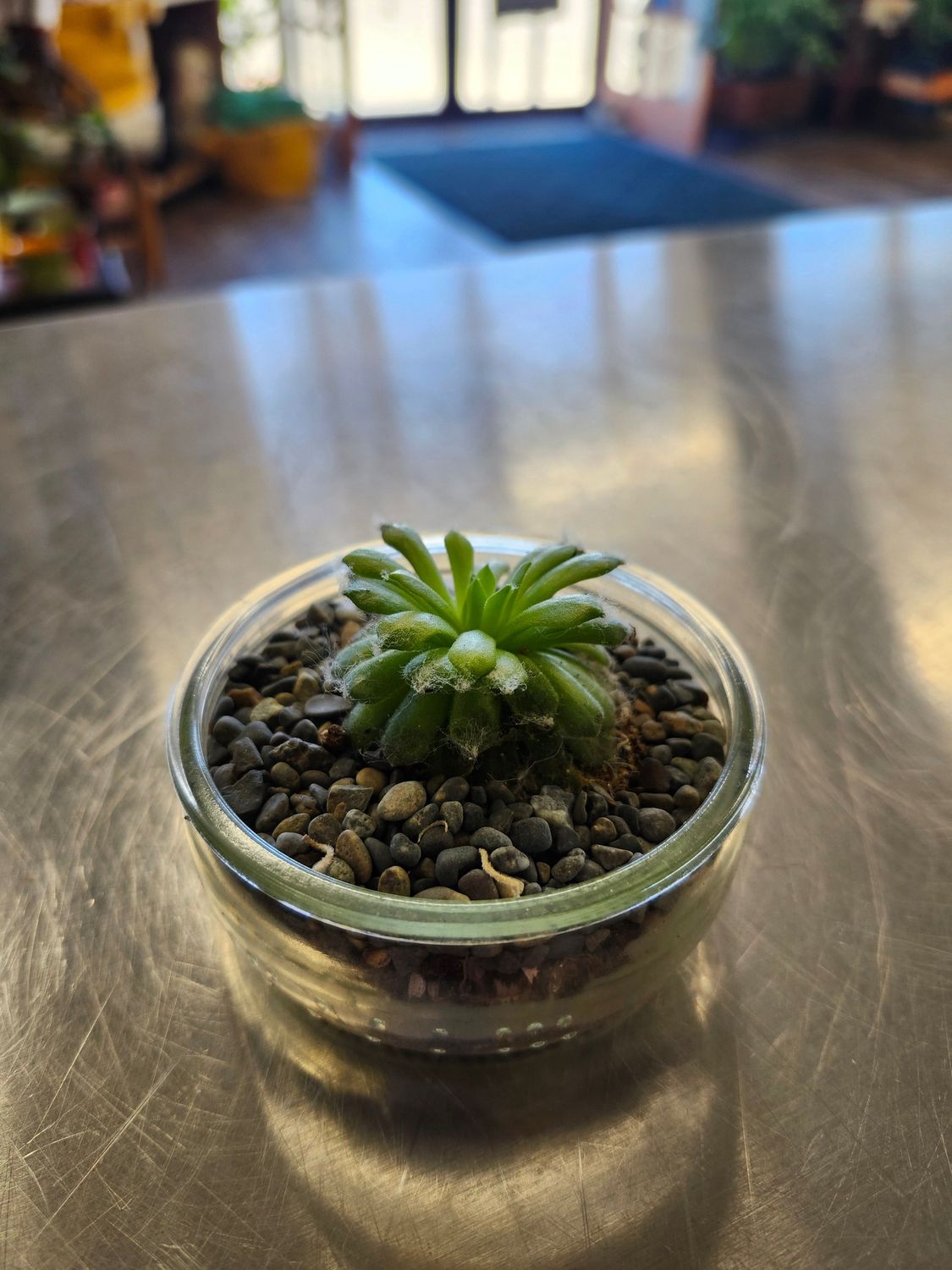 SUCCULENT JAR