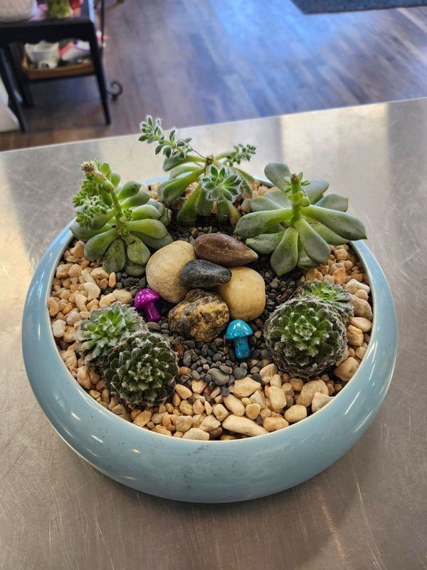SUCCULENT GARDEN - 5 PLANT