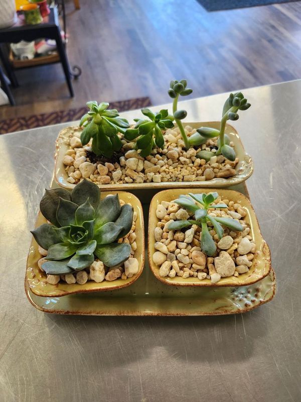 SUCCULENT GARDEN - 3PC