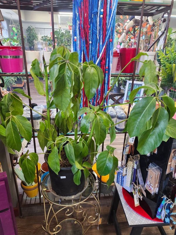 SCHEFFLERA AMATE 10&quot;